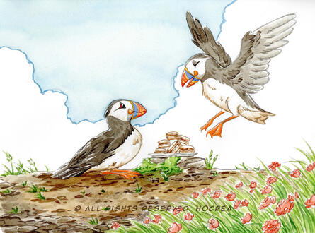 Puffins Puffins